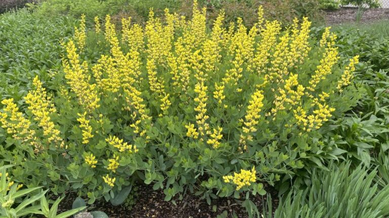 Baptisia American Goldfinch