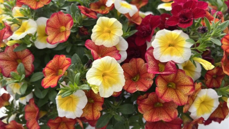 Garden Gallery CAST Combo 1 Selecta One including Calibrachoa ‘MiniFamous Uno White Gold Calibrachoa ‘MiniFamous Uno Double Red and Calibrachoa ‘MiniFamous Uno Ember Eclipse featured image