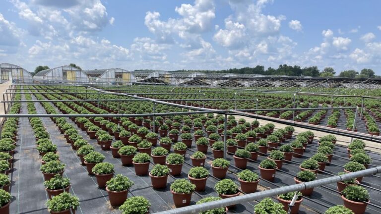 Stockslagers Greenhouse grows many mums outdoors over the summer