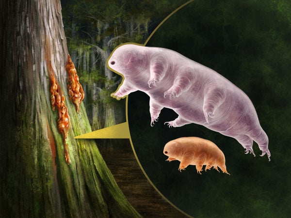 Tardigrade illustration