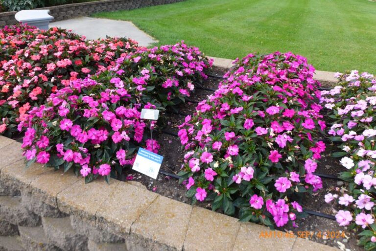 impatiens solarscape xl pink jewel North Dakota State University