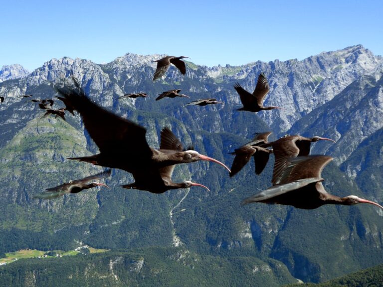 northern bald ibises migrating