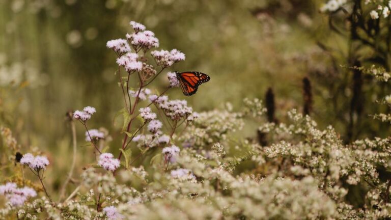 Kind Earth Growers Monarch Feature