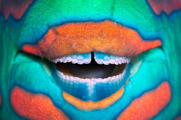 parrotfish beak grin