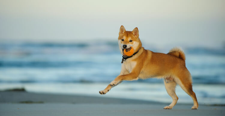 14 Shiba Inu 4