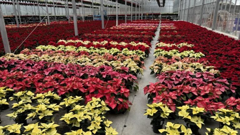 Dummen Orange new poinsettias at plant trials at Vaandrager Nurseries