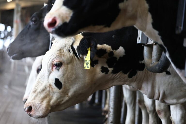 dairy cows in barn