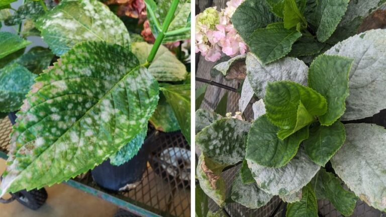 Chemical Solutions for Managing Powdery Mildew on Bigleaf Hydrangeas