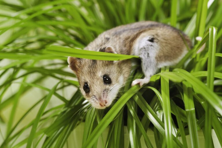 chinese hamster cricetulus griseus