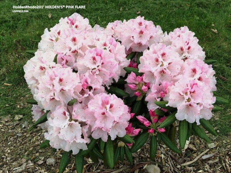 Briggs Nursery Holdens Series Rhododendron MANTS 2025