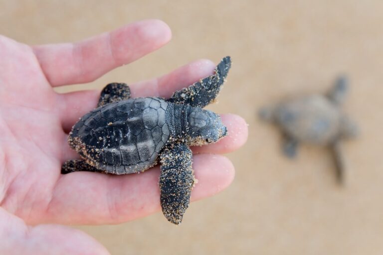 Loggerhead turtle hatchling