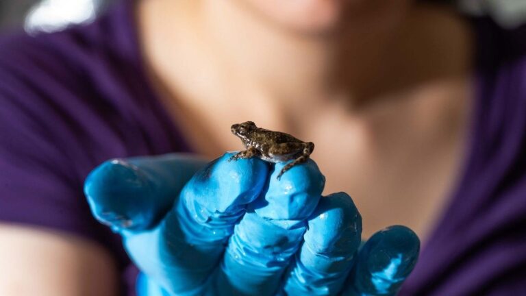 belly flop frog