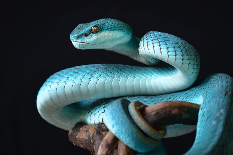 pit viper snake