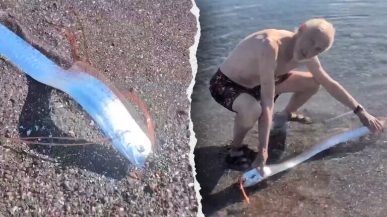 rare deep sea oarfish on beach