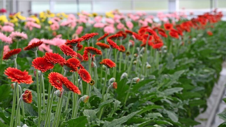 Many Gerbera flowers in a greenhouse at Floriade the Netherlands