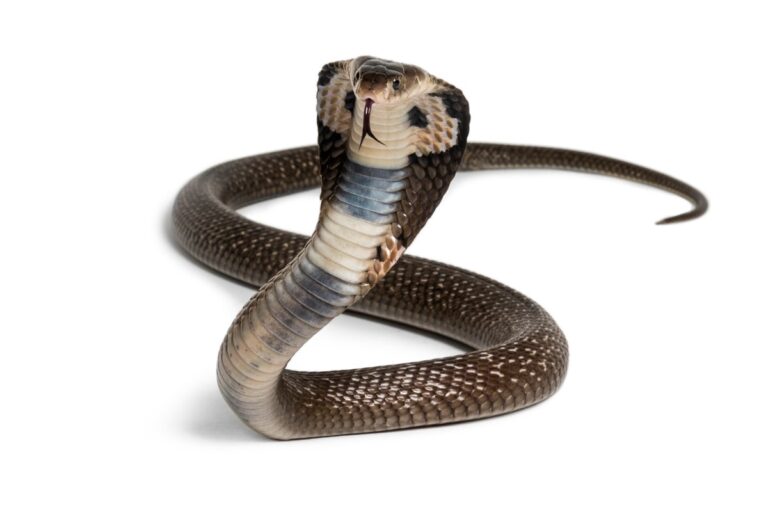 King cobra Ophiophagus hannah